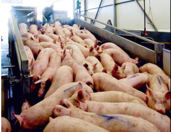 【新邦生物推荐】哺乳母猪能量和氨基酸需求量