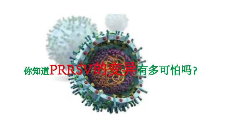 【AASV】PRRSV-2的遗传分类告诉我们，PRRSV的变异太多可怕了