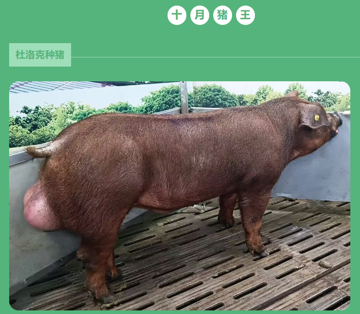 10月份上海祥欣种公猪冠军榜