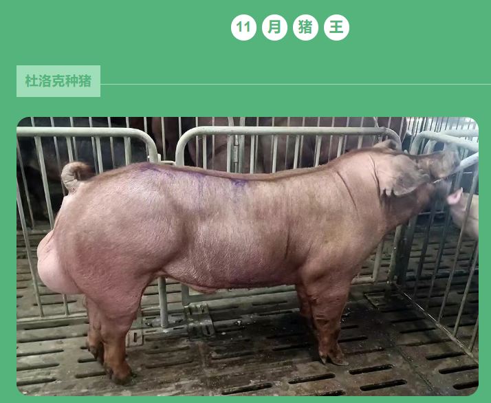 11月份上海祥欣种公猪冠军榜