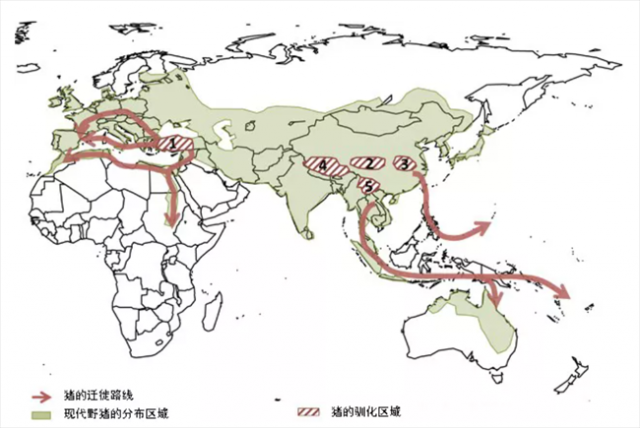 生猪种业的昨天、今天和明天